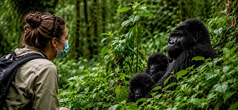 1 day gorilla trekking volcanoes national park rwanda