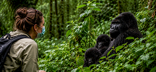 1-tägige Gorilla-Trekking-Tour im Volcanoes National Park, Ruanda