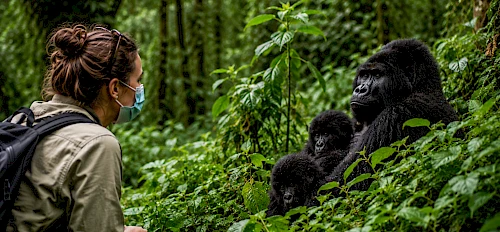 Trekking d’une journée aux gorilles – Parc national des Volcans, Rwanda
