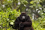 2-Day Gorilla Trekking Safari Rwanda