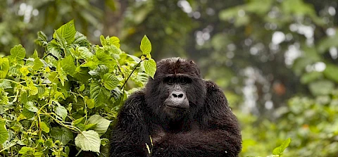 gorilla in bwindi