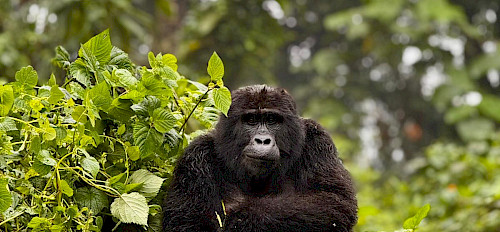 gorilla in bwindi