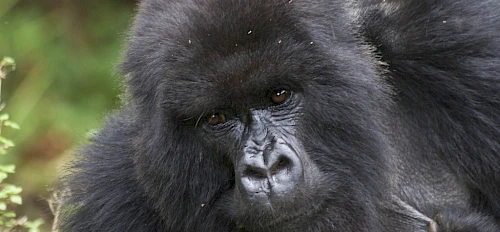 2 Days Gorilla Tour in Rwanda