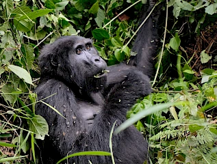 gorilla eating