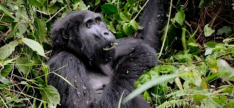 gorilla eating