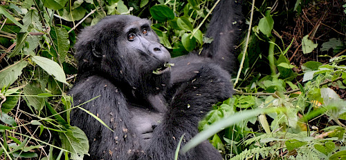 gorilla eating