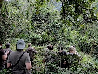 gorilla trekking in bwindi