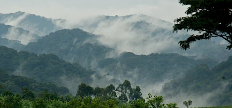 Bwindi Impenetrable National Park