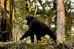 6 dages gorilla trekking i Rwanda og Uganda