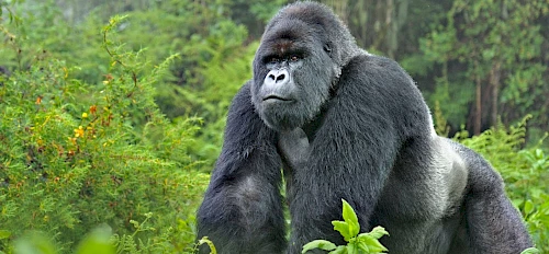 trekking gorila 6 hari di rwanda dan uganda