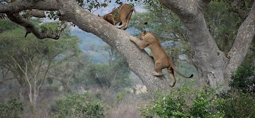 12 Days Best of Uganda Wildlife Safari