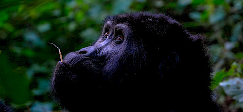 14 Days Uganda Gorillas And Adventure Safari