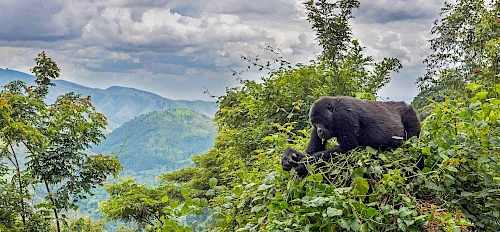 gorilla trekking in bwindi
