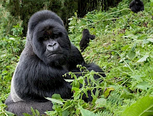 6 Days Uganda Bwindi Gorillas & Queen Elizabeth Safari
