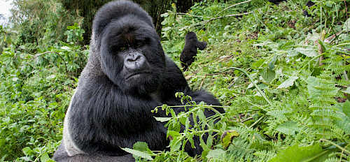 6 Days Uganda Bwindi Gorillas & Queen Elizabeth Safari