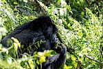 7 Days Primates and Wildlife in Rwanda