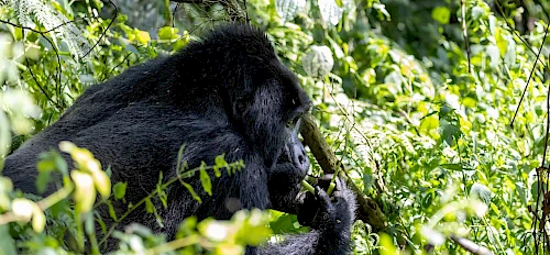 gorilla in volcanoes national park