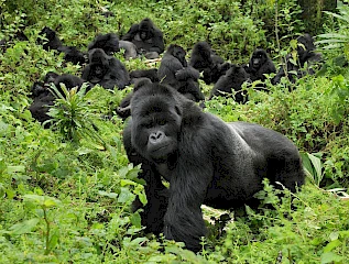 8 Hari Wisata Gorila di Uganda, Rwanda, dan Kongo