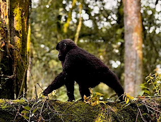 juvenile gorilla