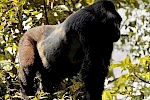 8 Dages Gorilla Safari i Uganda, Rwanda og Congo
