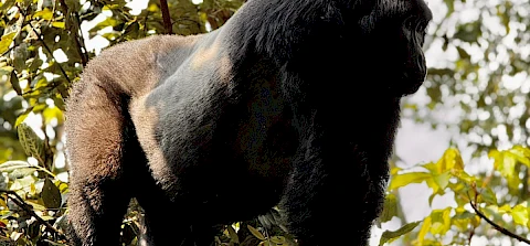 silverback gorilla
