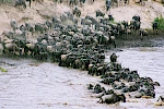 8 Days Wildebeest Migration Safari in Tanzania and Kenya