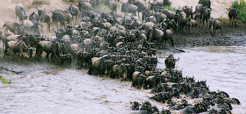 wildebeest migration