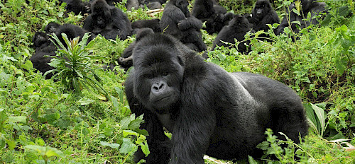 Gorilla im Volcanoes Nationalpark Ruanda