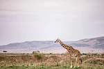 2 days Akagera National Park Tour