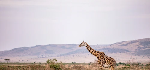 giraffee, 2 days Akagera national park