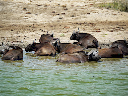 murchison falls national park