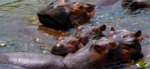 hipopótamo em Murchison Falls