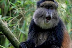 3 Days Golden Monkey Trekking in Rwanda