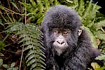 4 Days Nyungwe Chimps and Kahuzi-Biega Gorilla Safari
