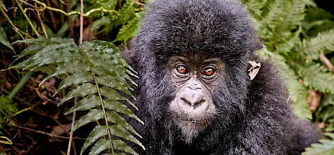 4 Days Nyungwe Chimps and Kahuzi-Biega Gorilla Safari