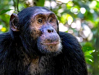 Chimpanzee, Kibale National Park