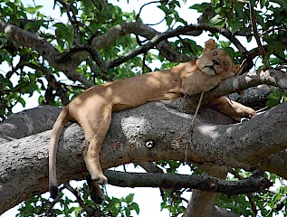 Ishasha climbing lions