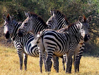 Lake Mburo Zebras