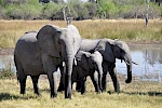 10 days Uganda and Rwanda safari