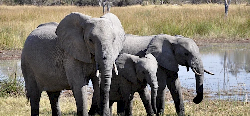elephants