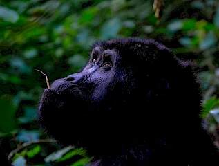 14 Days Uganda, Rwanda and Tanzania Safari Tour