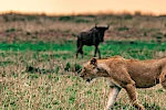18 days best of East Africa safari