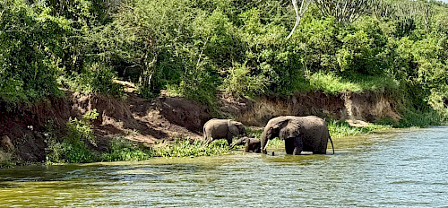 Uganda Budget Safaris