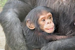 3 Days Chimpanzee Trekking in Rwanda