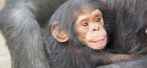 chimpancé