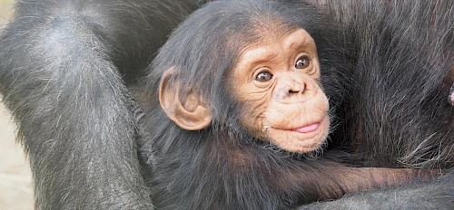 chimpanzee