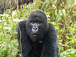 3 days Rwanda gorilla safari