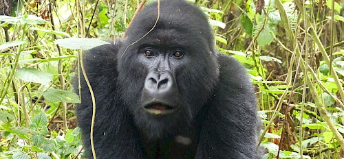 3 days Rwanda gorilla safari