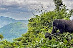 4 Days Bwindi Double Gorilla Trekking