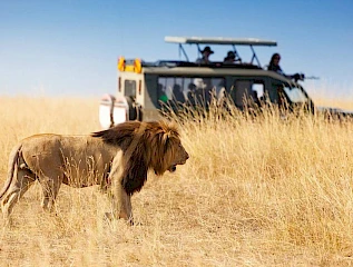 masai mara game drive